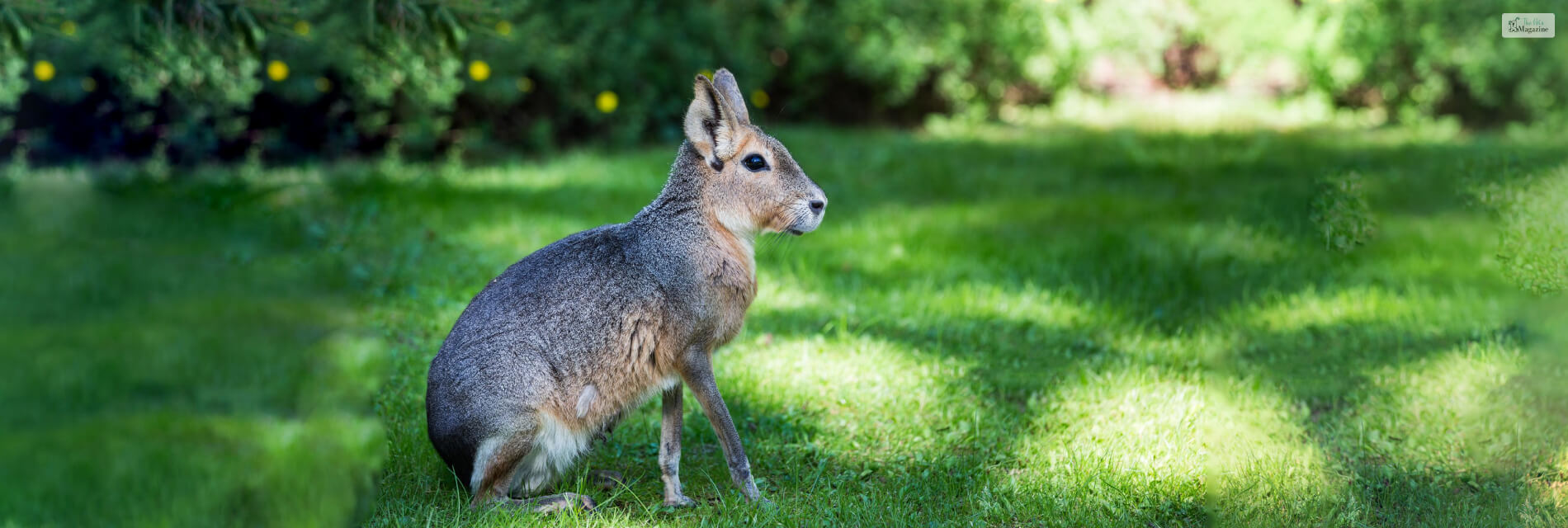 Patagonian Mara