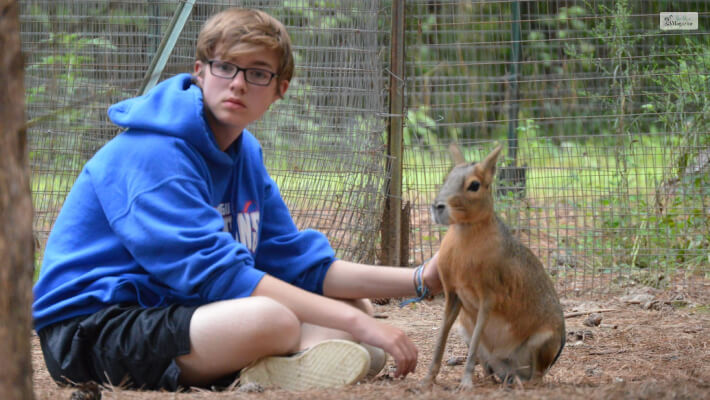 Purchasing A Patagonian Mara