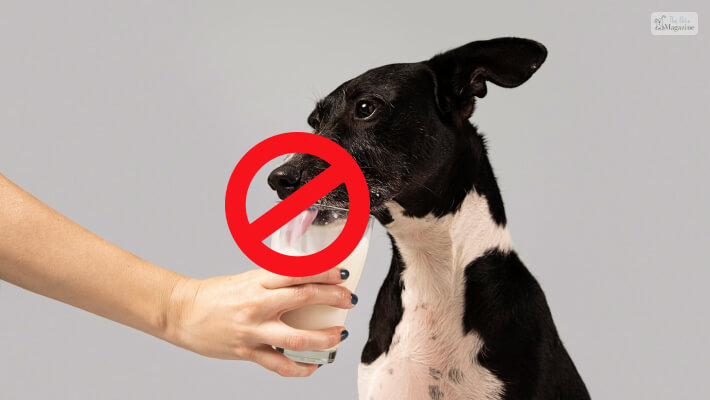 Avoid Giving Your Dog Almond Milk