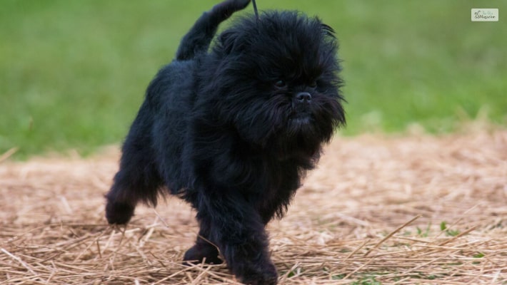 Big black fluffy outlet dog