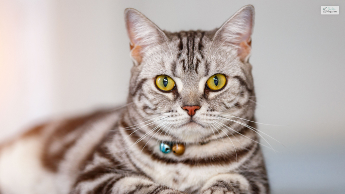 American Shorthair