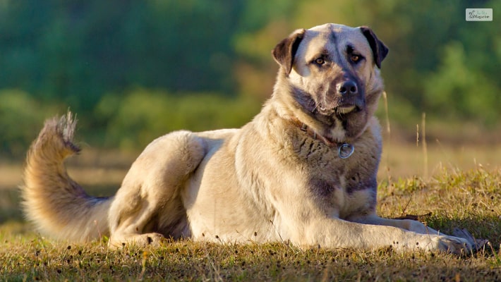 Anatolian Shepherd 