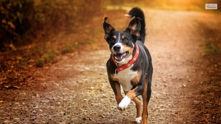 Appenzeller Sennenhund