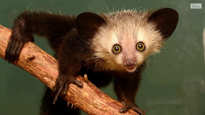 Aye-Aye