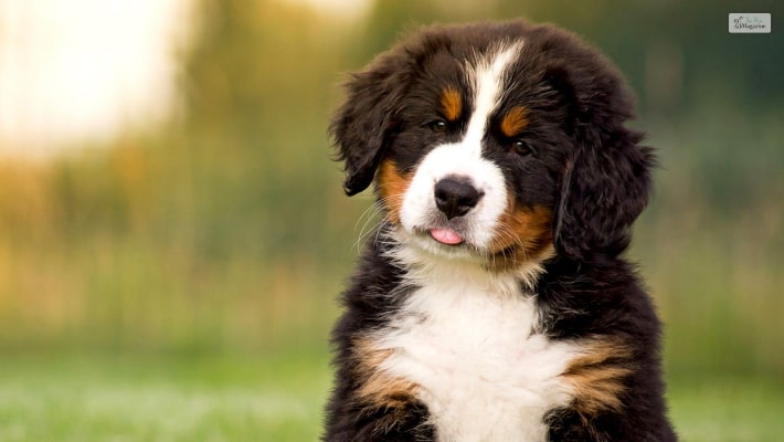 Bernese Mountain Dog