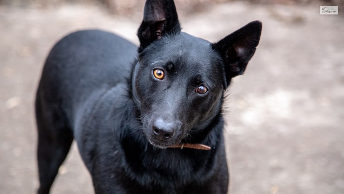 Black Norwegian Elkhound