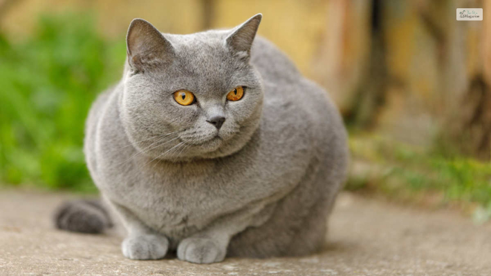 British Shorthair  