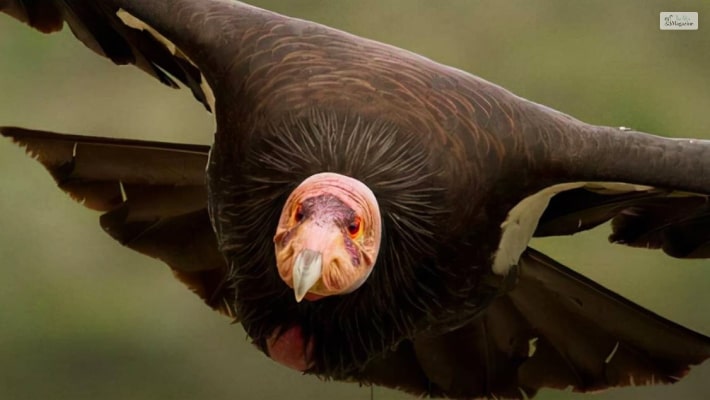 Californian Condor