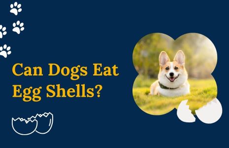 Can Dogs Eat Egg Shells