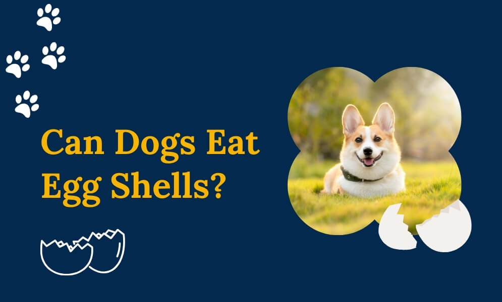 Can Dogs Eat Egg Shells