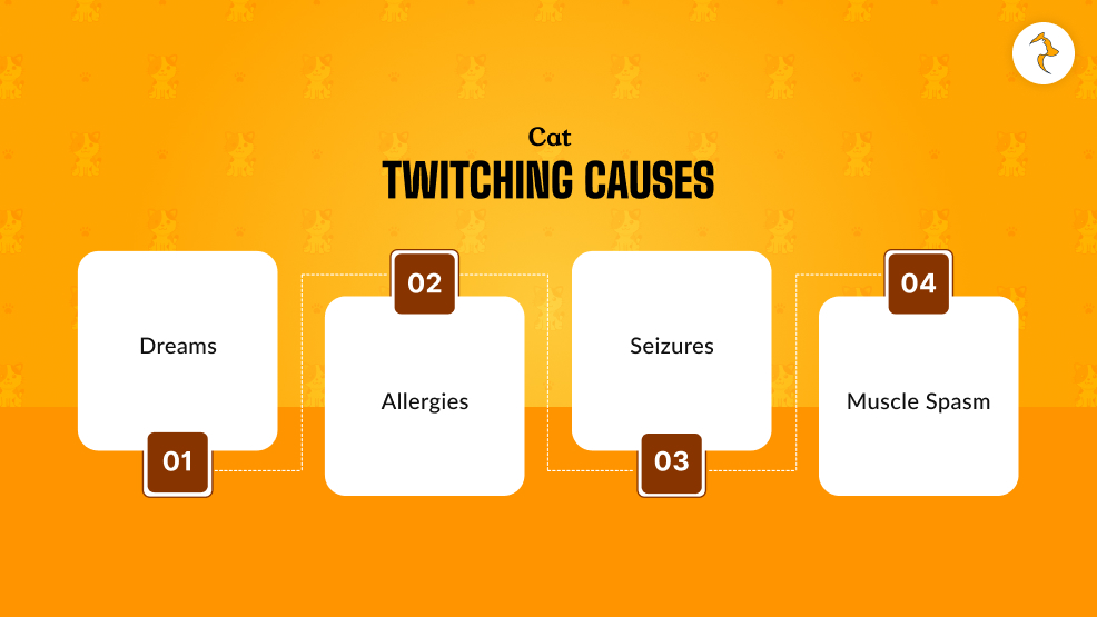 Cat twitching causes