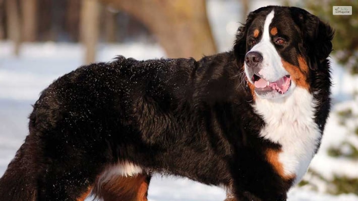 Characteristics Of Mountain Dogs