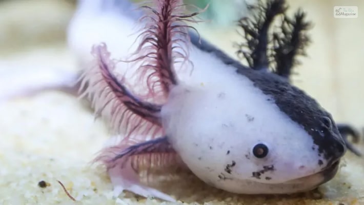 Chimaera Axolotl 