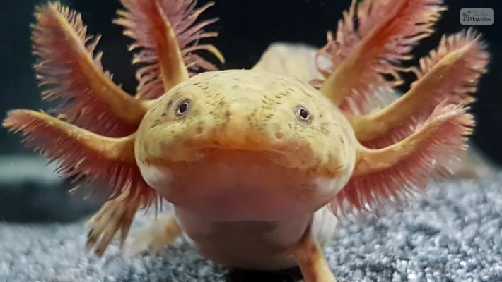 axolotl colors