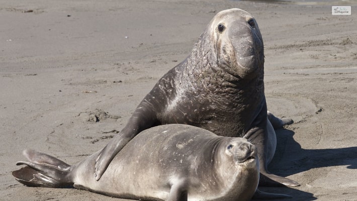 Elephant Seal