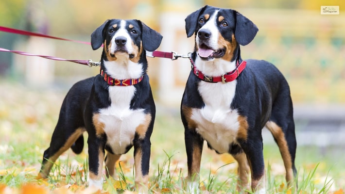 Entlebucher Mountain Dog