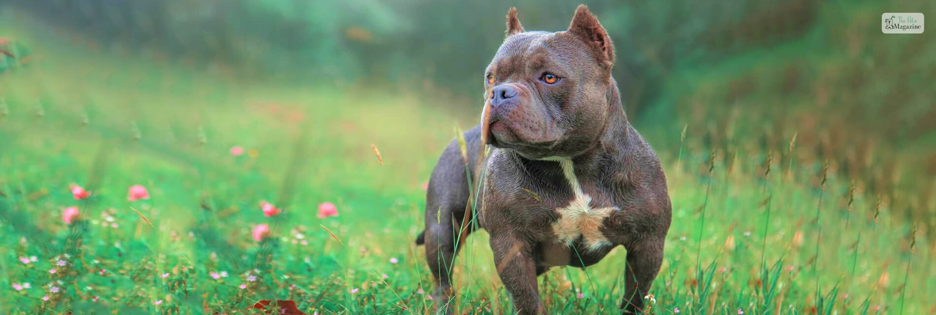 Exotic Bully