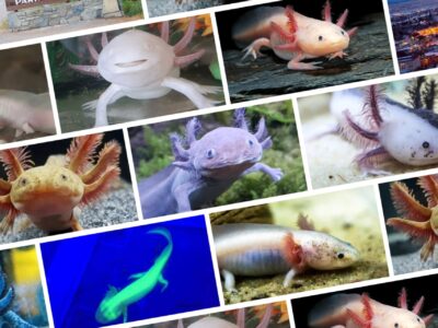 axolotl colors