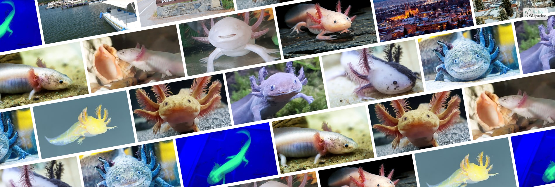 axolotl colors