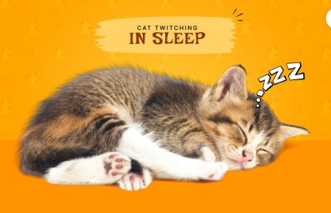Cat Twitching In Sleep