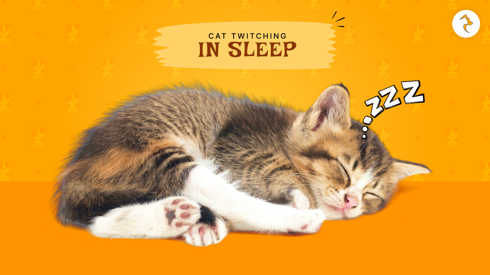 Cat Twitching In Sleep