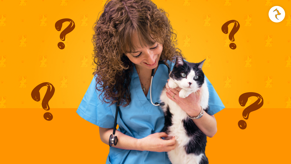 How Does A Vet Diagnose This_