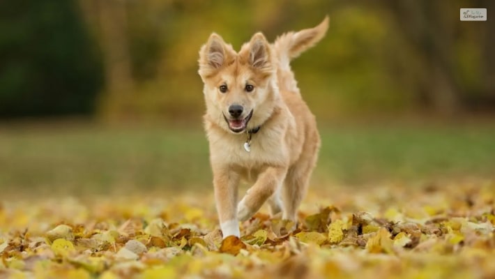 Icelandic Sheepdog