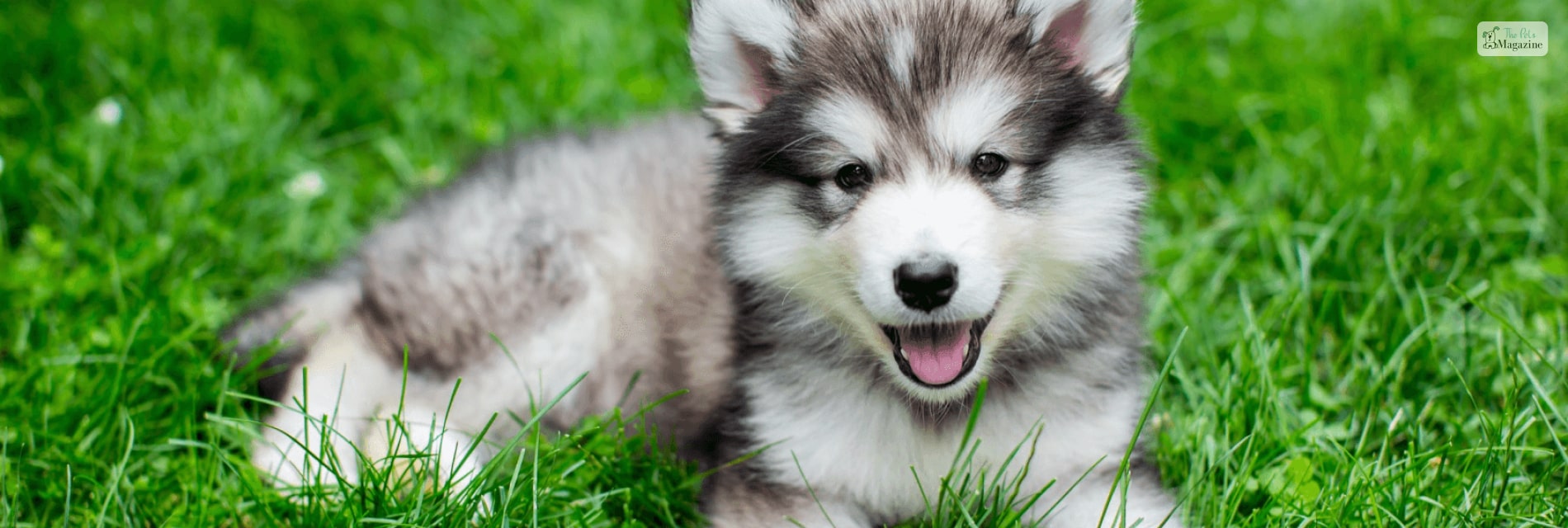 Miniature Husky