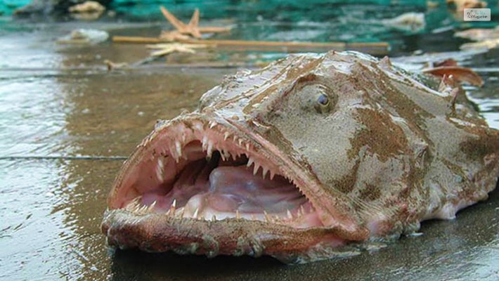 Monkfish