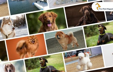 Most Beautiful Dog Breeds