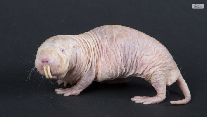 Naked Mole Rat