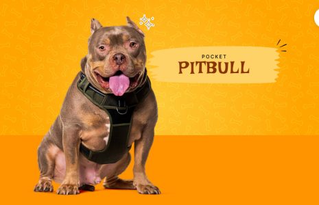 Pitbull