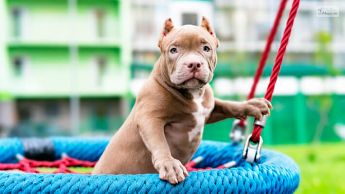 Pocket Pitbull Overview: