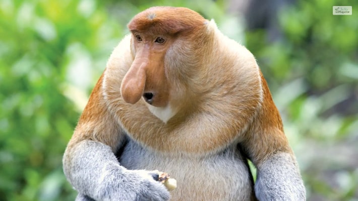 Proboscis Monkey