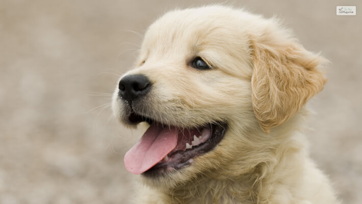 Puppy Breathing So Fast