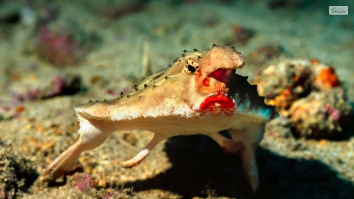 Red-Lipped Batfish