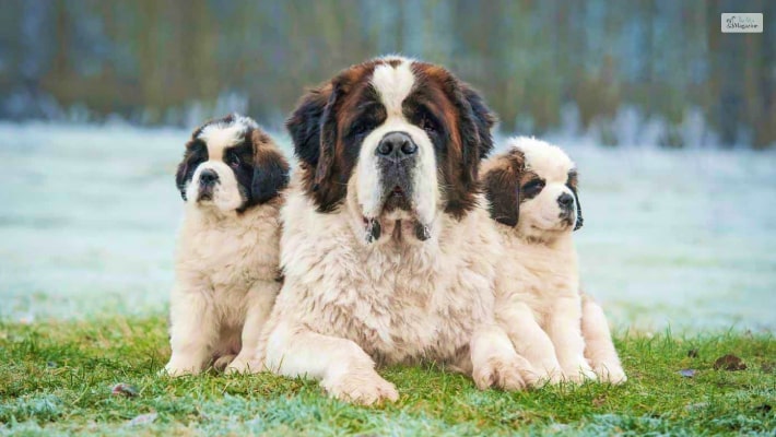 Saint Bernard 