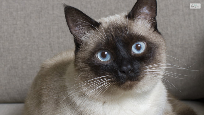 Siamese Cat