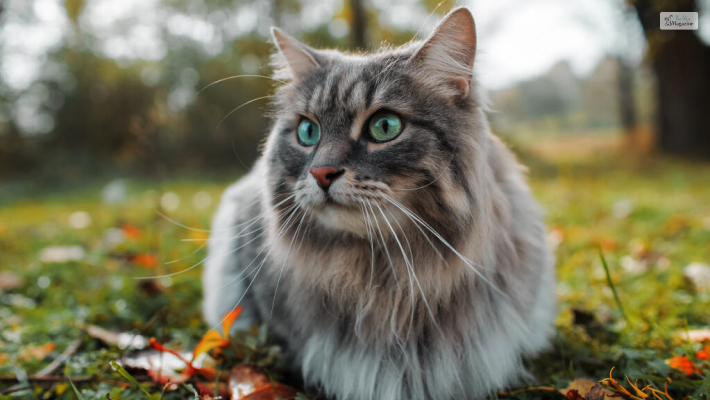 Siberian Cat 