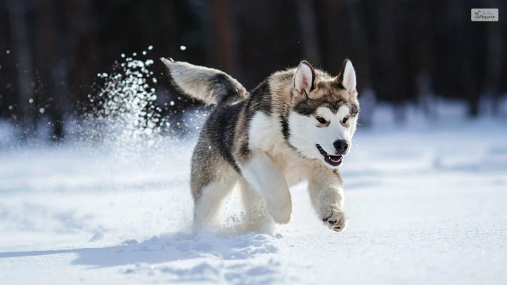 Siberian Husky