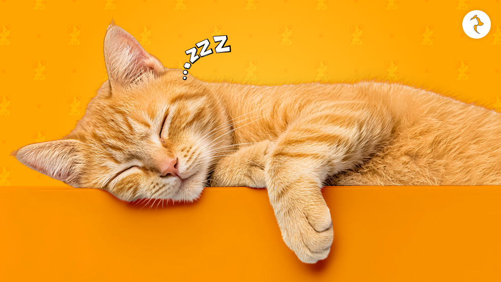 Stages Of A Cat’s Sleep