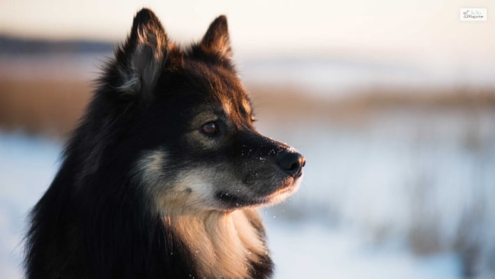 Swedish Lapphund