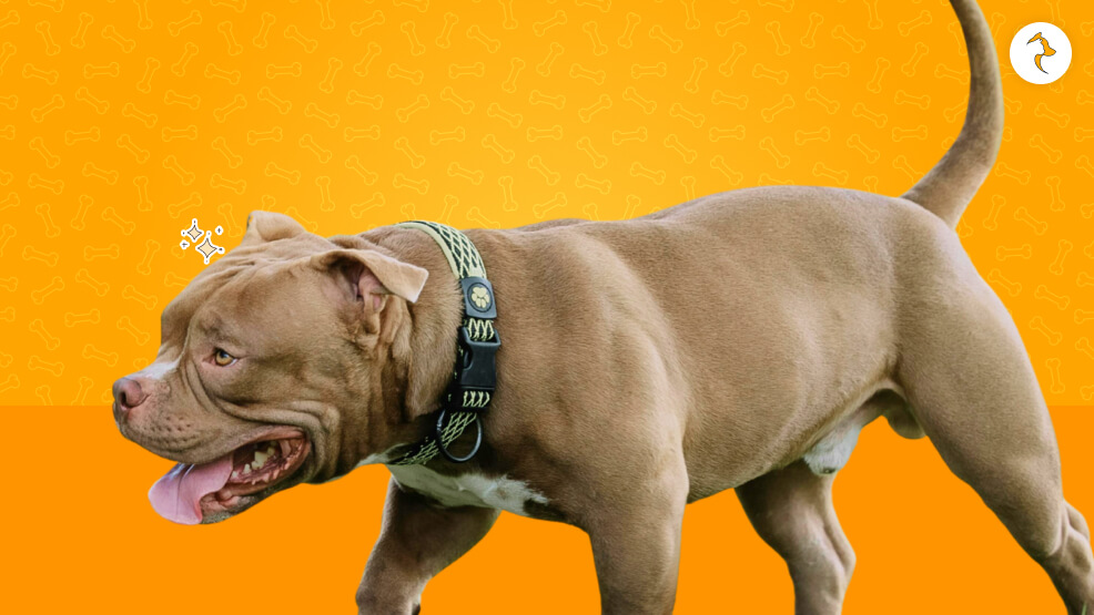 The History Of Pocket Pitbull