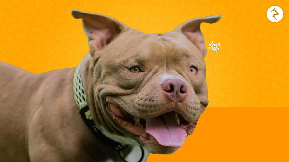 The Pocket Pitbull Guide