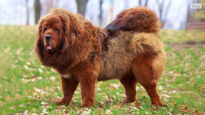 Tibetan Mastiff 