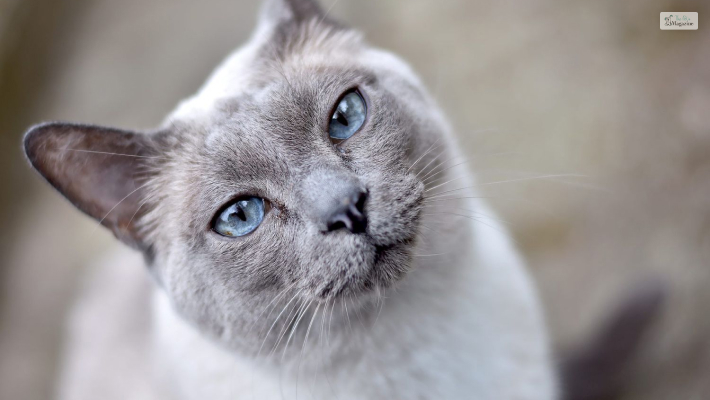 Tonkinese Cat