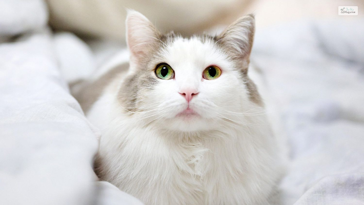 Turkish Angora 