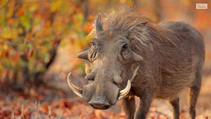 Warthog