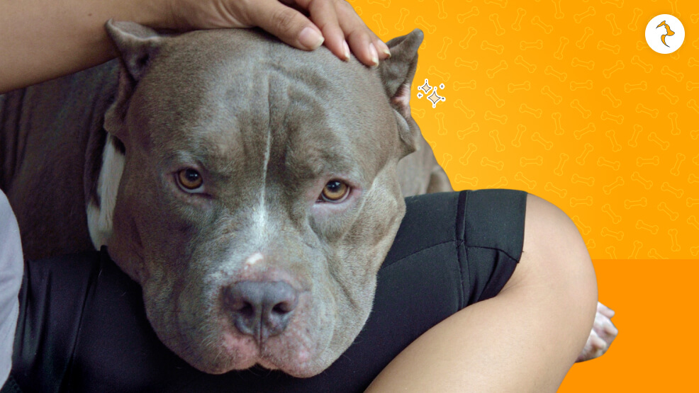 That Pocket Pitbulls Are Family Members