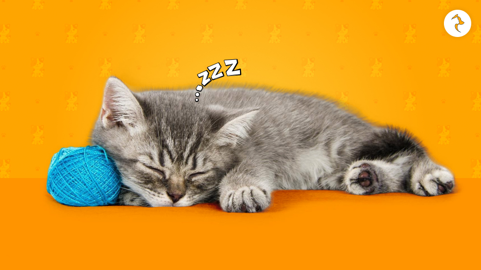 Why Is My Cat Twitching In His Sleep_